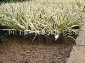 小蚌蘭 中山理想園林綠化工廠區(qū)設(shè)計(jì)、施工、種植與養(yǎng)護(hù)一體化工程解析